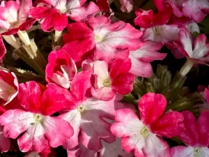 Verbena 'Wicked™ Rad Red'
