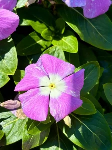Vinca 'Titan™ Lavender Blue Halo'