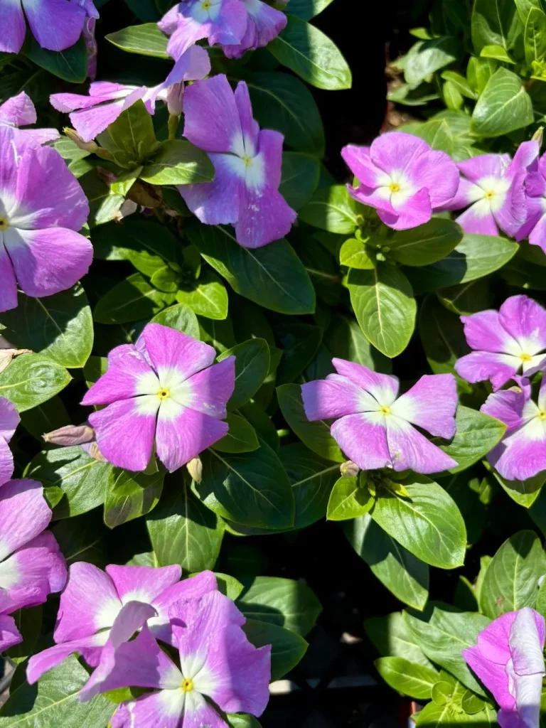 Vinca Titan Lavender Blue Halo_result - Online Flower Garden Vinca'Titan™ Lavender Blue Halo'