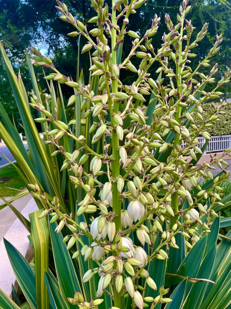 Yucca gloriosa ‘Variegata’