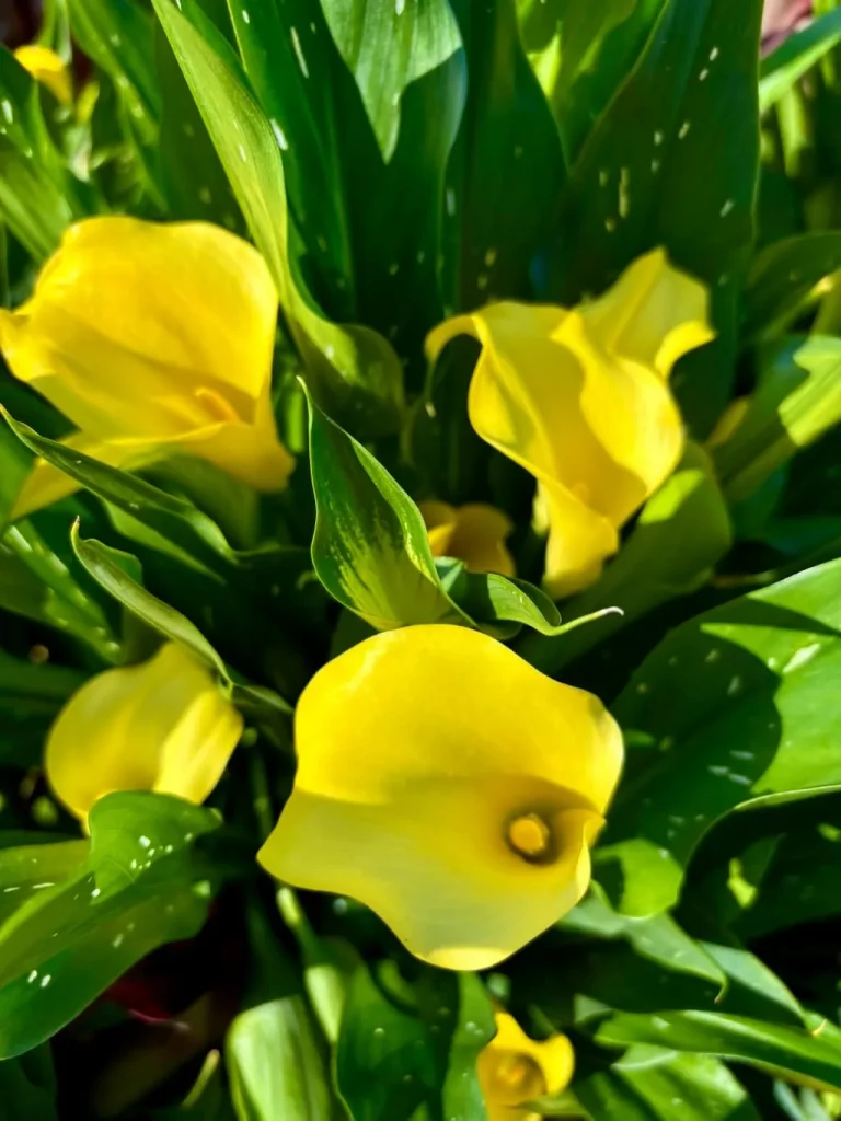Zantedeschia Captain Yellow-1_result - Online Flower Garden Zantedeschia'Captain Yellow'
