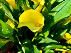 Zantedeschia 'Captain Yellow'