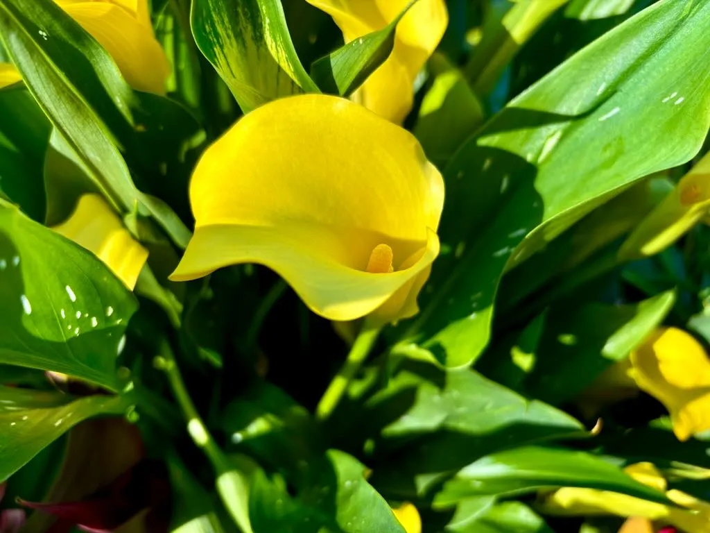 Zantedeschia Captain Yellow_result - Online Flower Garden Zantedeschia 'Captain Yellow'