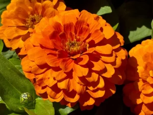 Zinnia Elegans 'Magellan™ Orange'