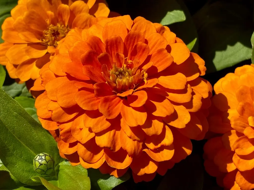 Zinnia Elegans Magellan Orange-1_result - Online Flower Garden Zinnia Elegans 'Magellan™ Orange'