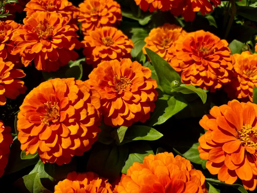 Zinnia Elegans Magellan Orange_result - Online Flower Garden Zinnia Elegans'Magellan™ Orange'