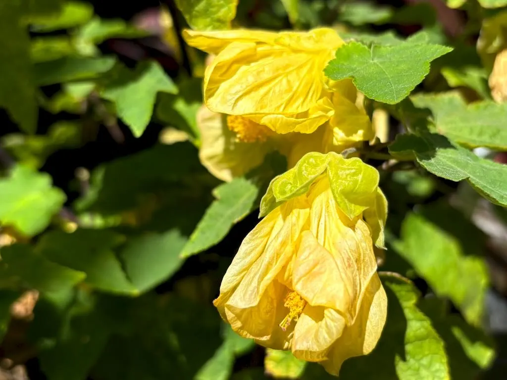 Abutilon ‘Lucky Lantern Yellow’