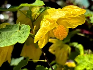 Abutilon ‘Lucky Lantern Yellow’