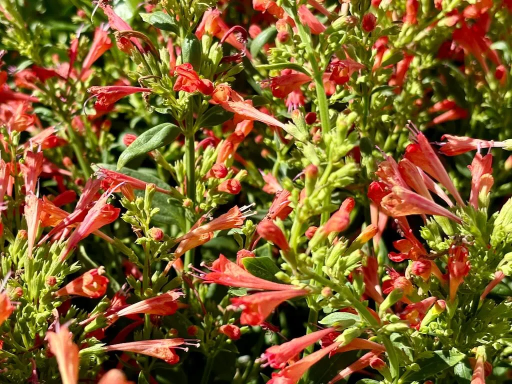 Agastache Kudos Red_result - Online Flower Garden Agastache'Kudos™ Red'