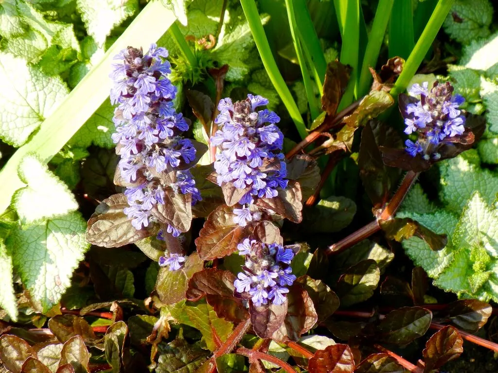 Ajuga reptans Bronze Beauty-1_result - Online Flower Garden Ajuga reptans'Bronze Beauty'