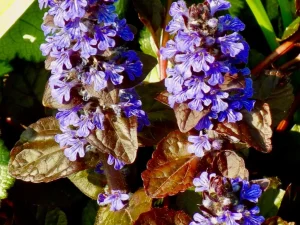 Ajuga reptans 'Bronze Beauty'