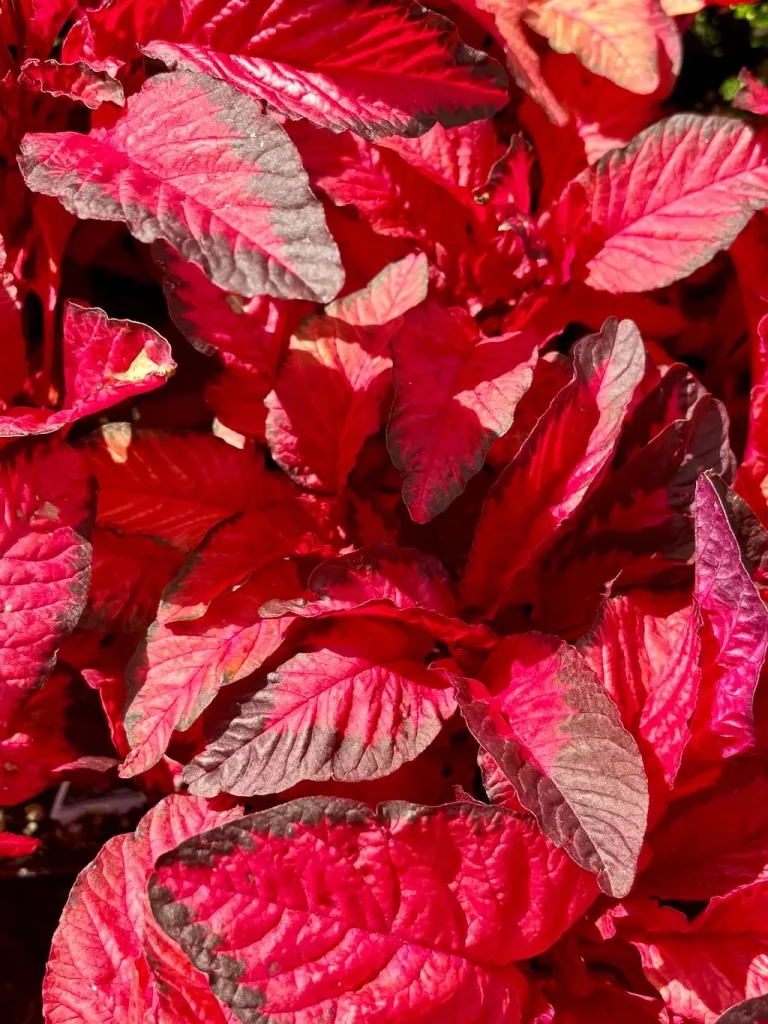 Amaranthus tricolor Early Splendor-1_result - Online Flower Garden Amaranthus tricolor ‘Early Splendor’