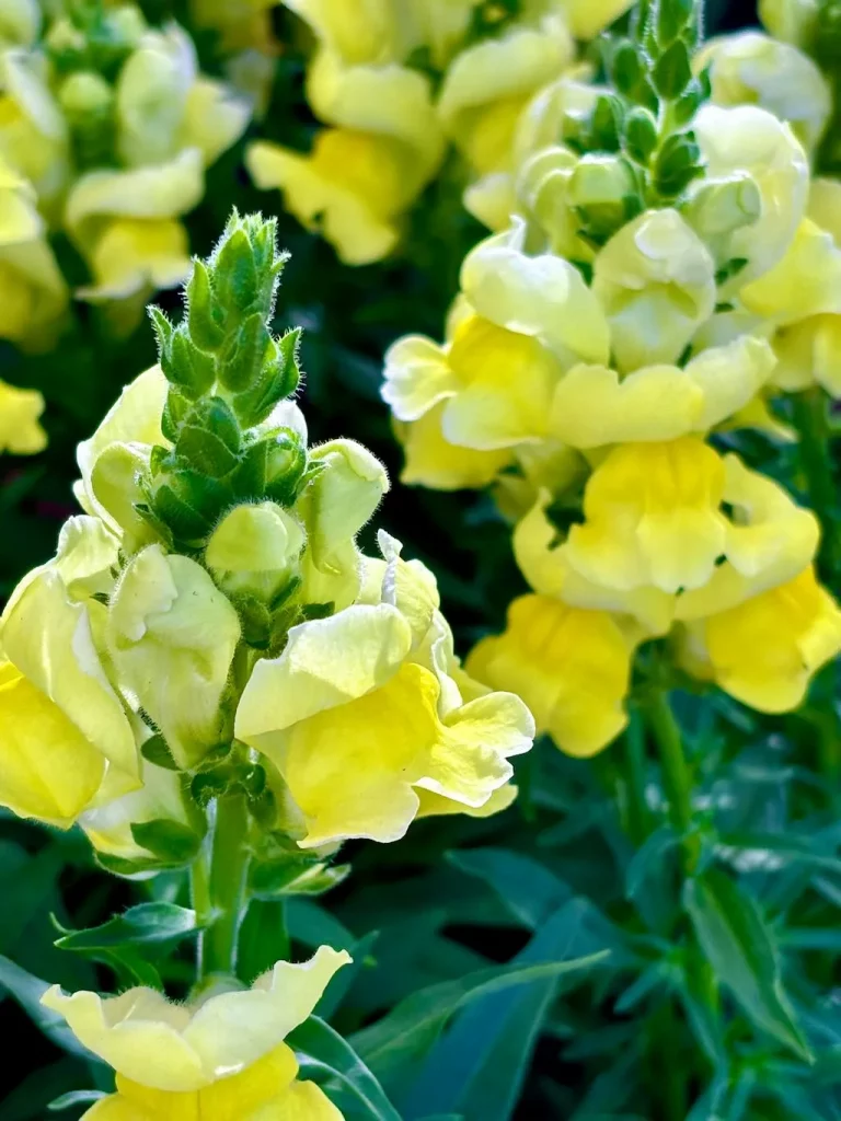 Antirrhinum'Speedy Sonnet Yellow'
