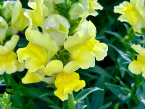 Antirrhinum 'Speedy Sonnet Yellow'