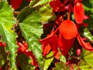 Begonia boliviensis ‘Santa Cruz’ 