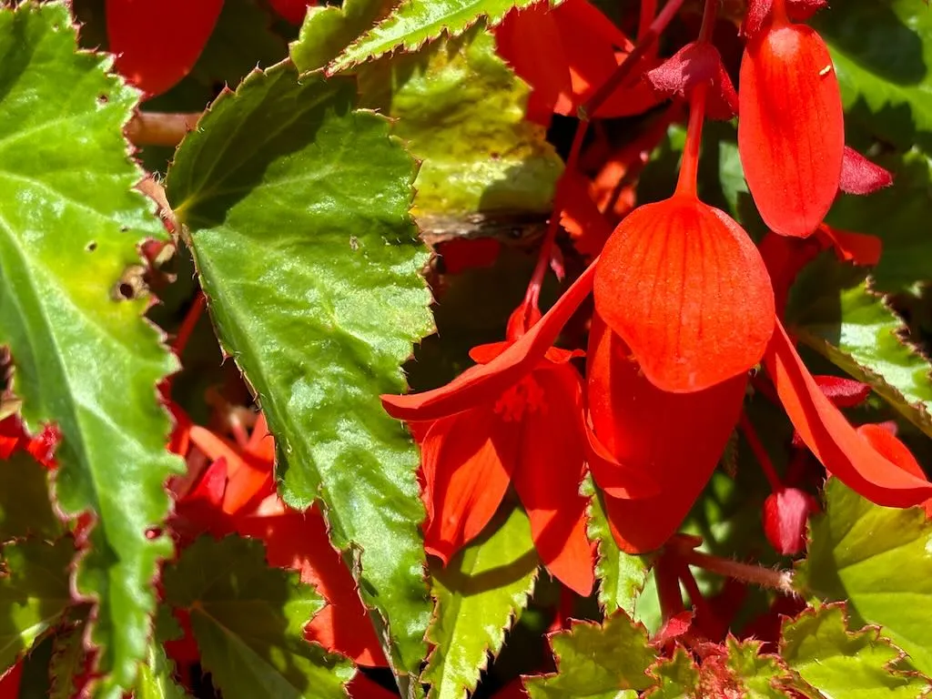 Begonia boliviensis ‘Santa Cruz’ 