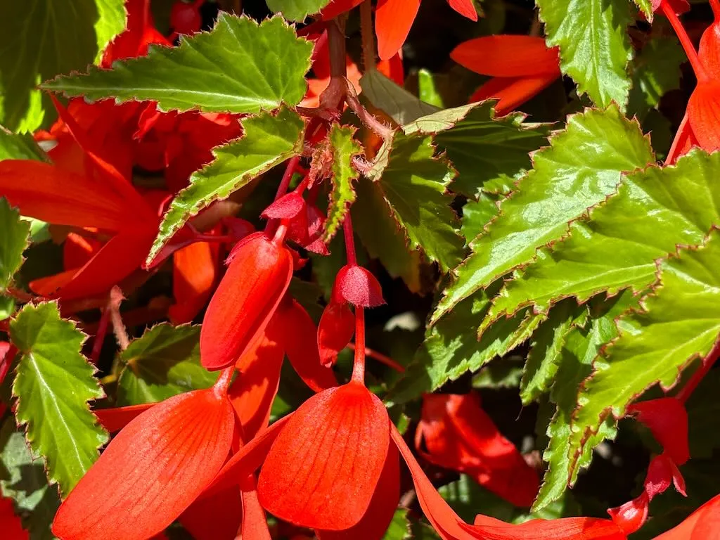 Begonia boliviensis ‘Santa Cruz’ 