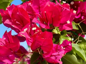 Bougainvillea 'Barbara Karst'