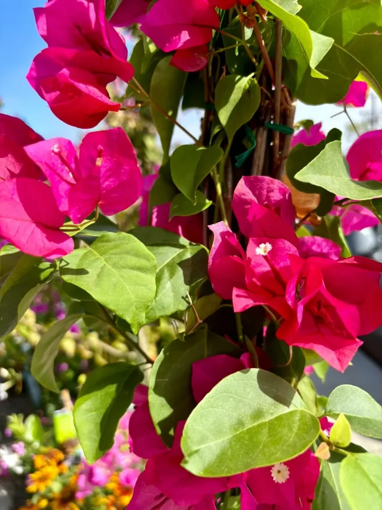 Bougainvillea Barbara Karst_result - Online Flower Garden Bougainvillea'Barbara Karst'