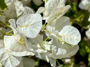 Bougainvillea 'Mary Palmer's Enchantment'