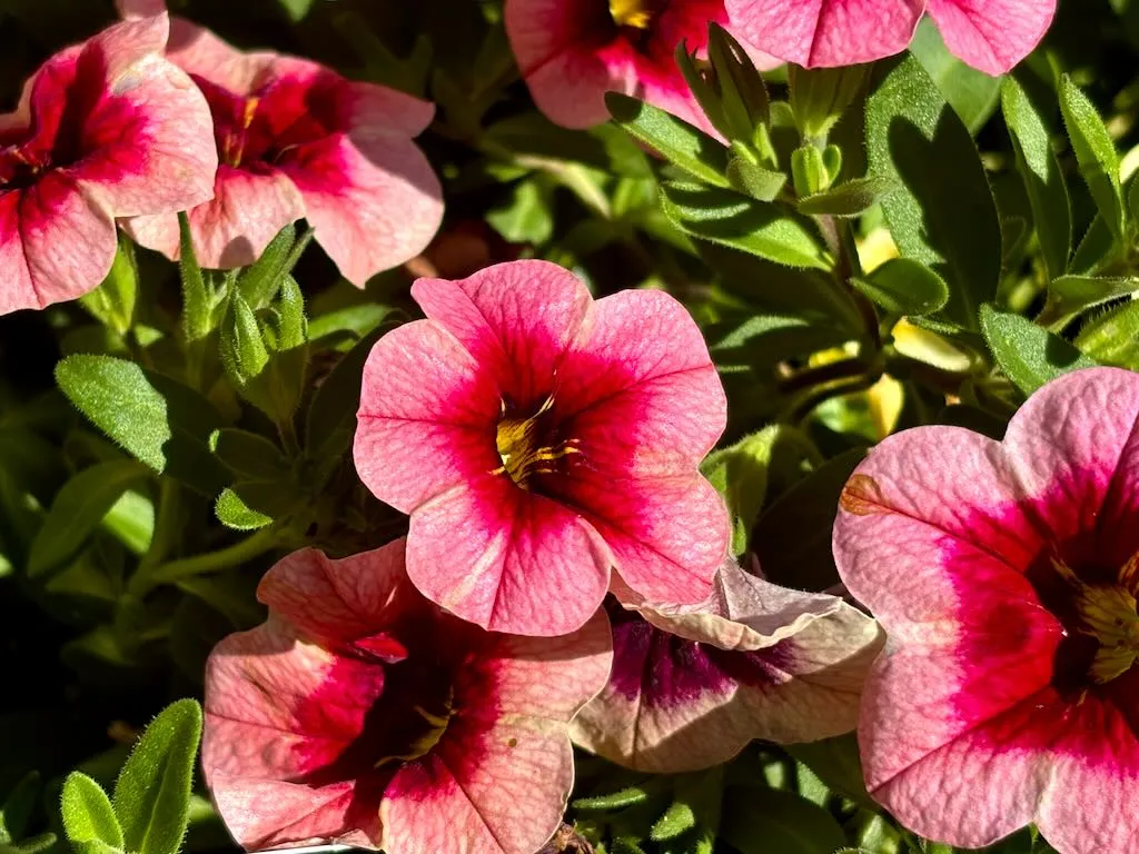 Calibrachoa 'Eyeconic™ Strawberry'