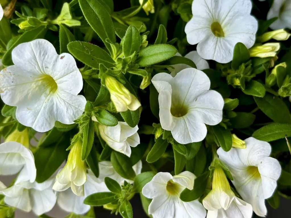 Calibrachoa'Superbells® White'