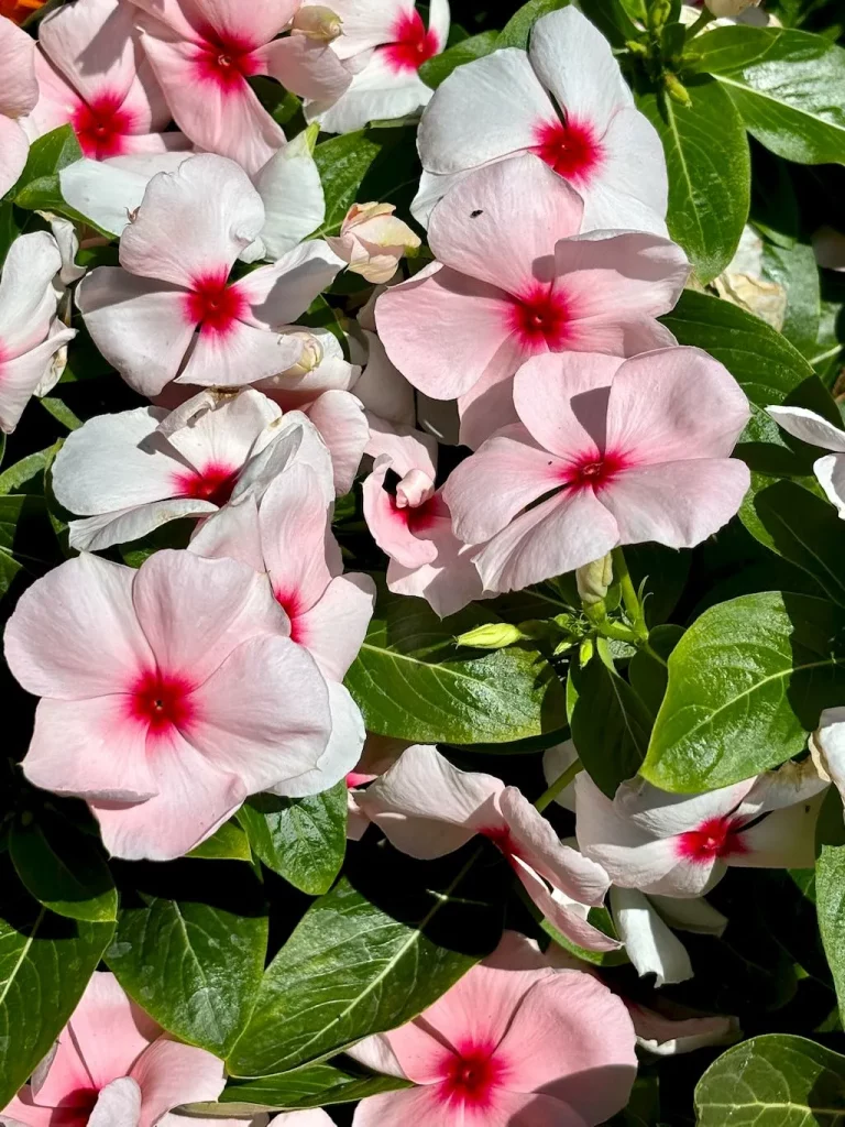 Catharanthus'Pacifica XP Apricot'