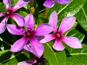 Catharanthus ‘Soiree Kawaii® Blueberry Kiss’