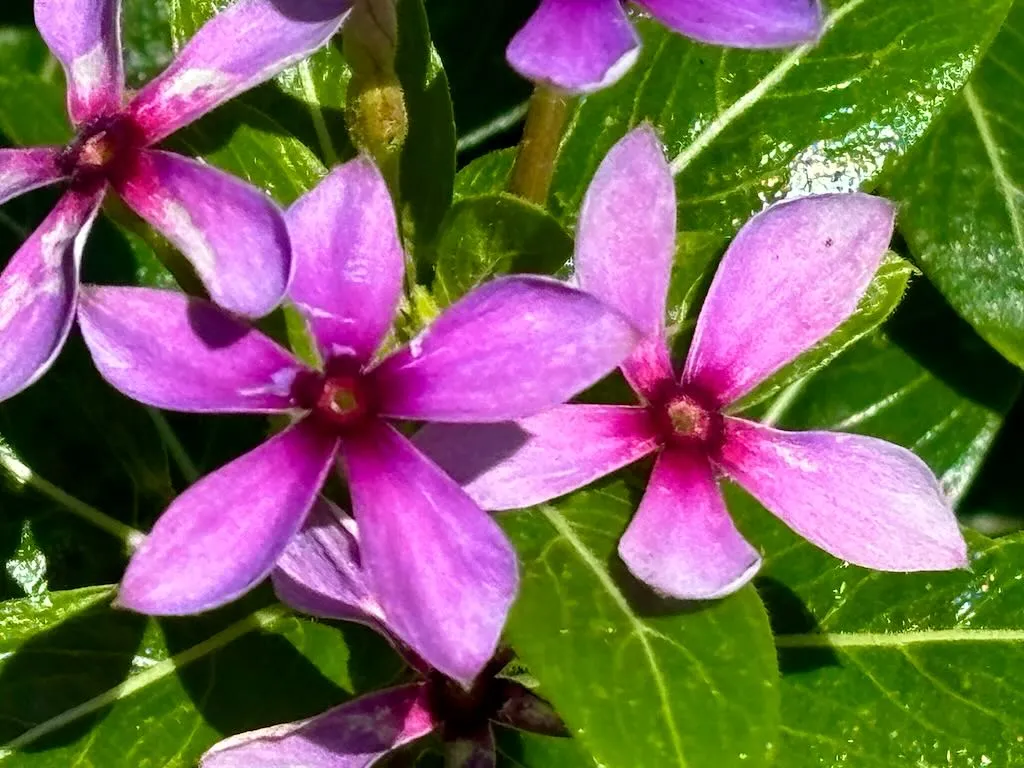 Catharanthus ‘Soiree Kawaii® Blueberry Kiss’