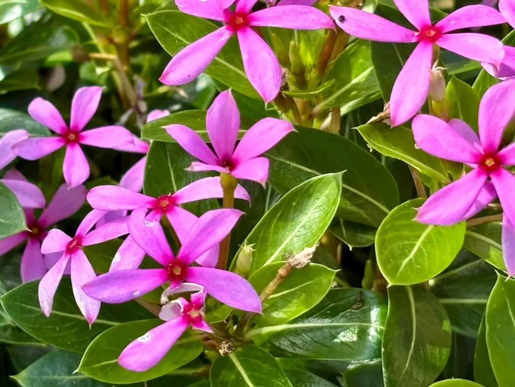 Catharanthus 'Soiree Kawaii® Light Purple'