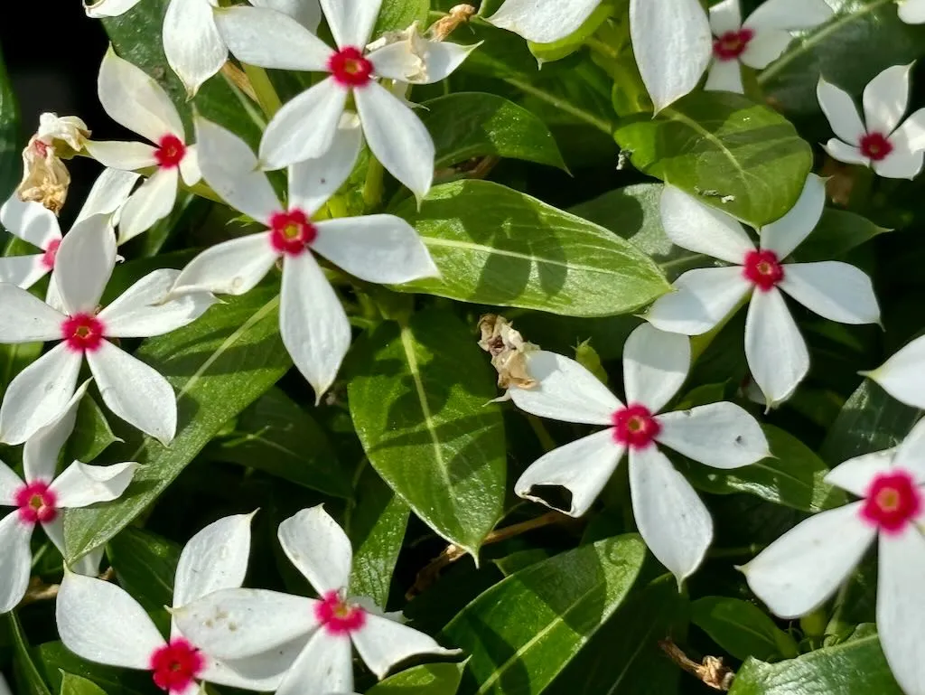 Catharanthus Soiree Kawaii White Peppermint_result - Online Flower Garden Catharanthus'Soiree Kawaii® White Peppermint'