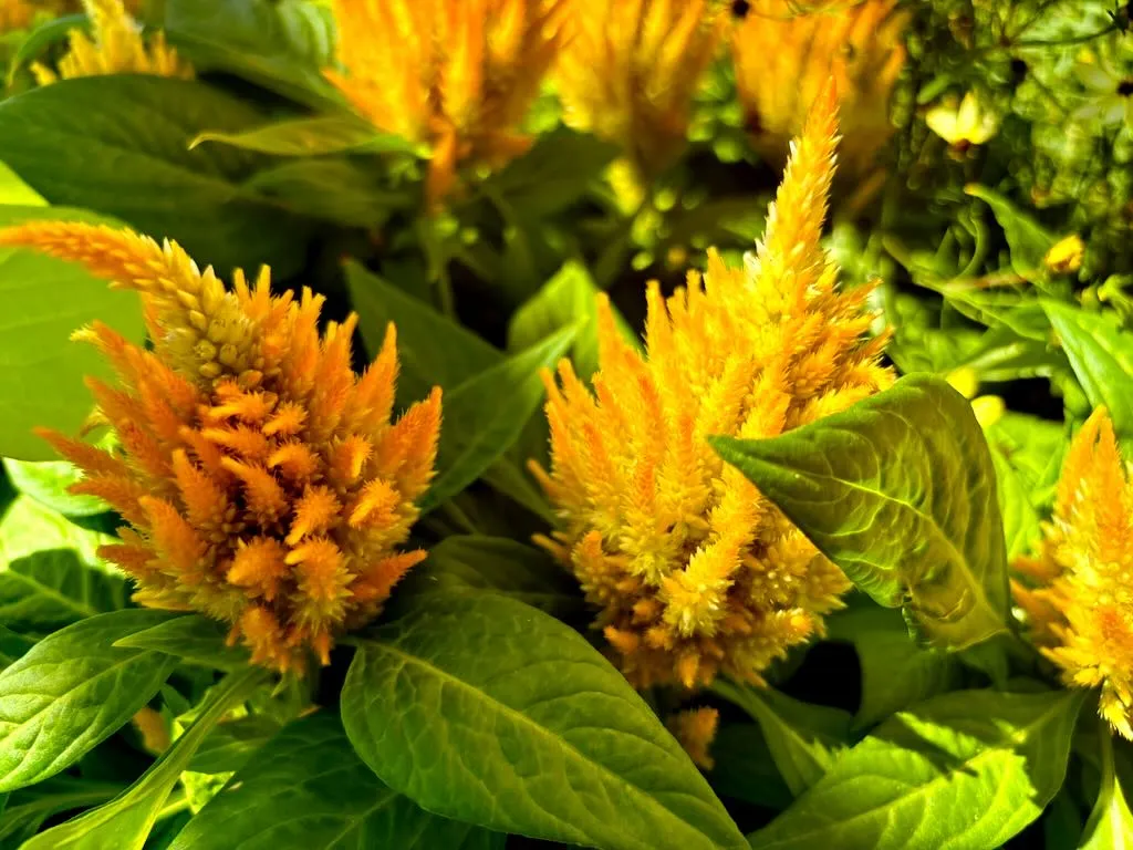 Celosia plumosa 'Glorious Yellow'