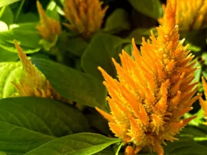 Celosia plumosa 'Glorious Yellow'