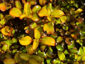 Coprosma 'Pina Colada'