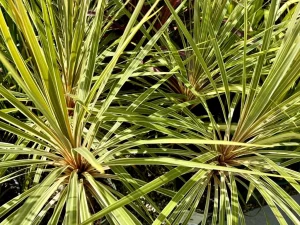 Cordyline australis 'Torbay Dazzler'