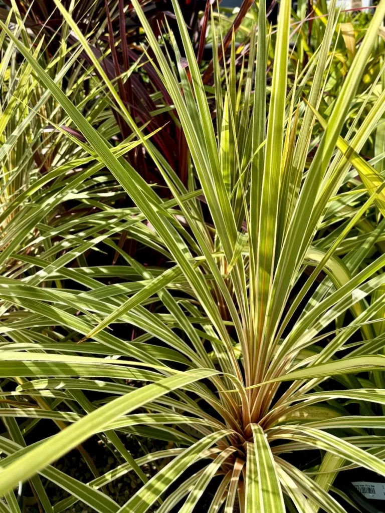 Cordyline australis Torbay Dazzler_result - Online Flower Garden Cordyline australis'Torbay Dazzler'
