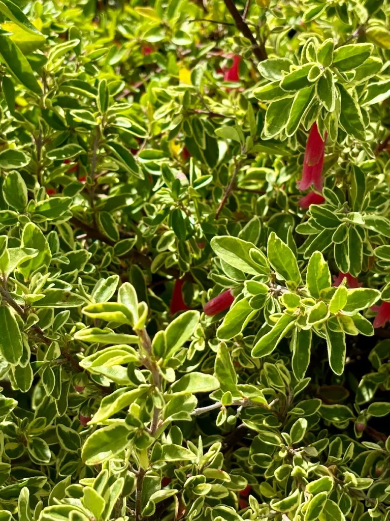 Correa 'Wyn's Wonder'