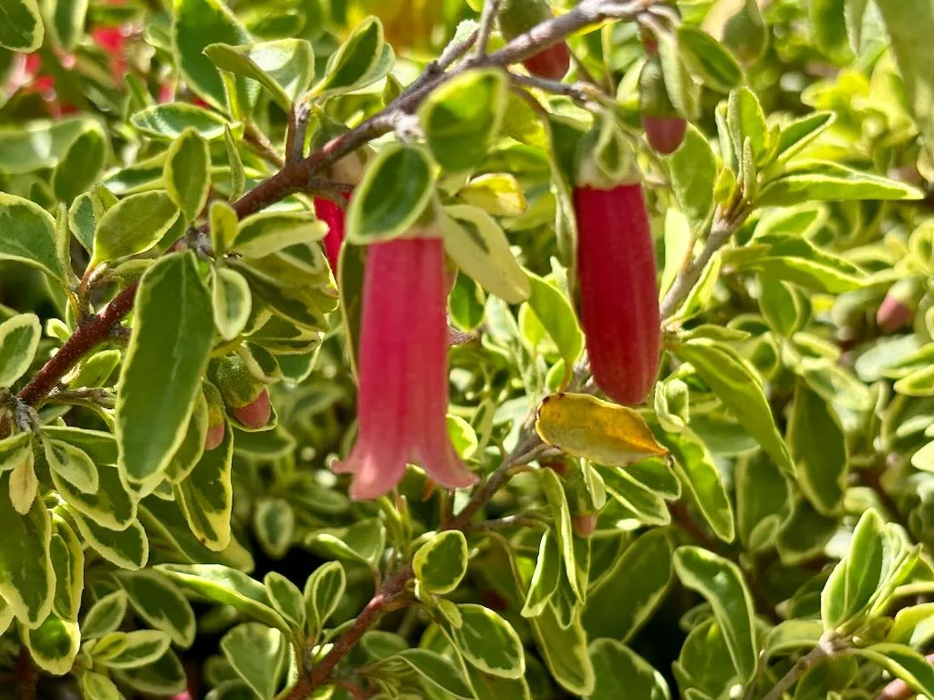 Correa 'Wyn's Wonder'