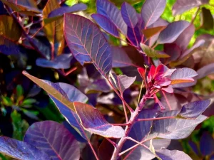 Cotinus coggygria 'Royal Purple'