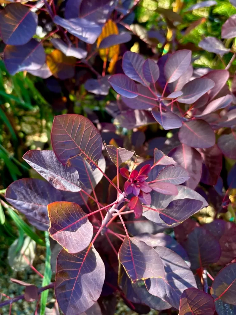 Cotinus coggygria Royal Purple_result - Online Flower Garden Cotinus coggygria'Royal Purple'