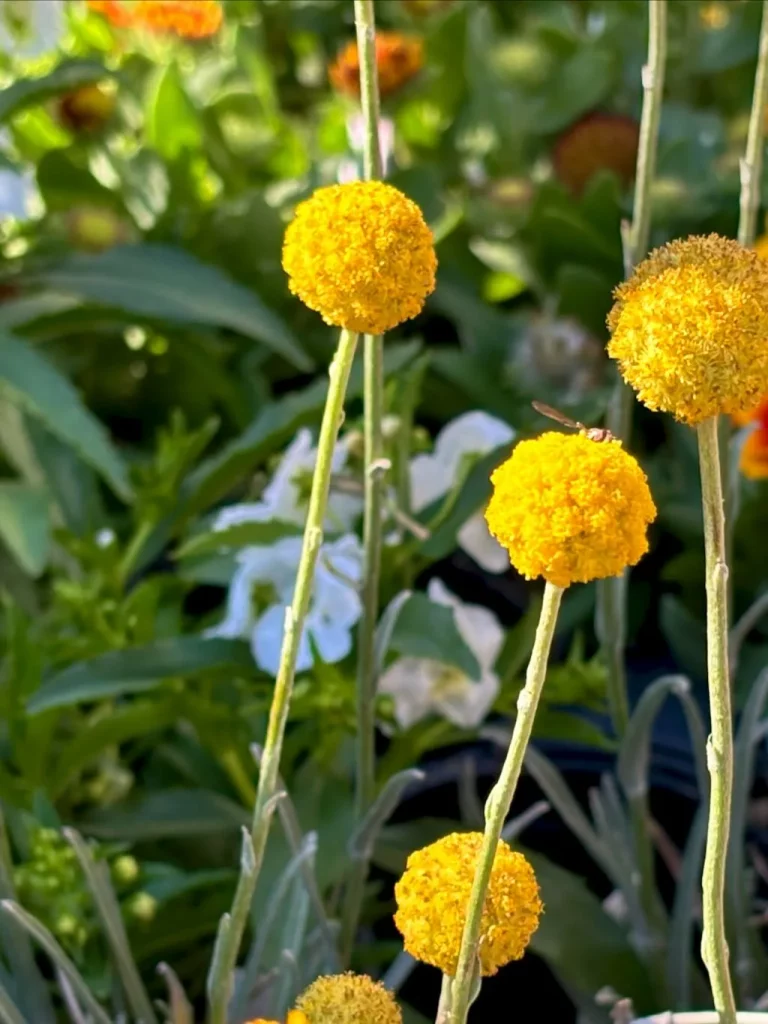 Craspedia globosa ‘Golf Beauty’
