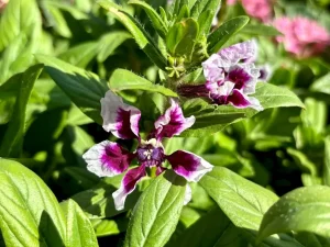 Cuphea 'Sweet Talk™ Lavender Splash'