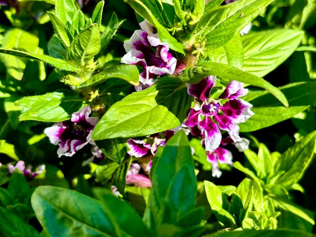 Cuphea Sweet Talk Lavender Splash_result - Online Flower Garden Cuphea'Sweet Talk™ Lavender Splash'