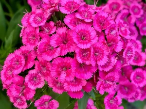 Dianthus 'Jolt™ Pink'