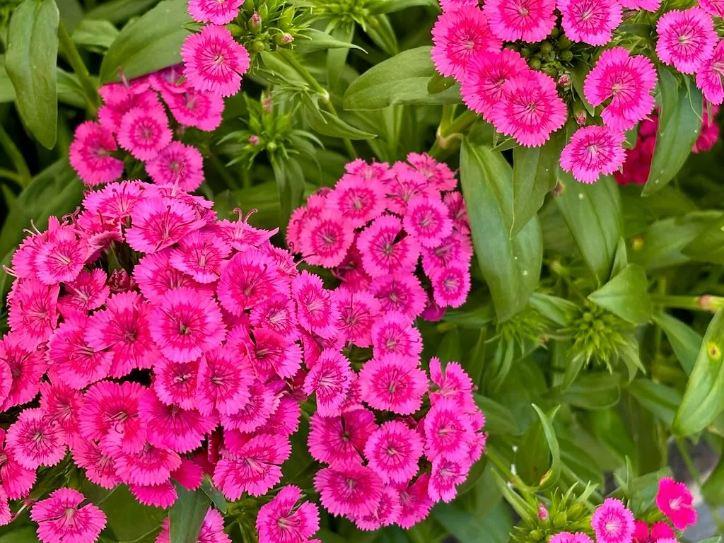 Dianthus Jolt Pink_result - Online Flower Garden Dianthus'Jolt™ Pink'