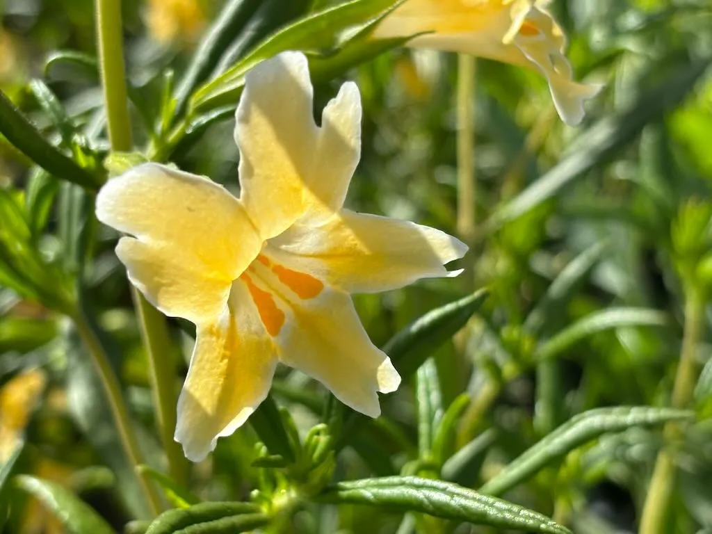 Diplacus 'Eleanor'