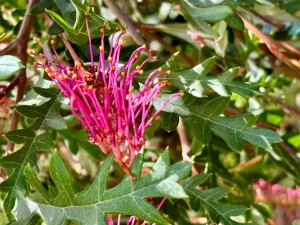 Grevillea ‘Austraflora Fanfare’