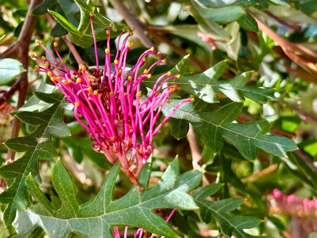 Grevillea Austraflora Fanfare-1_result - Online Flower Garden Grevillea ‘Austraflora Fanfare’