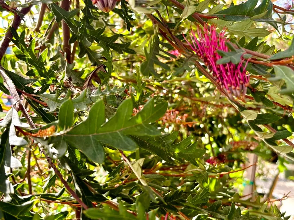 Grevillea Austraflora Fanfare_result - Online Flower Garden Grevillea ‘Austraflora Fanfare’