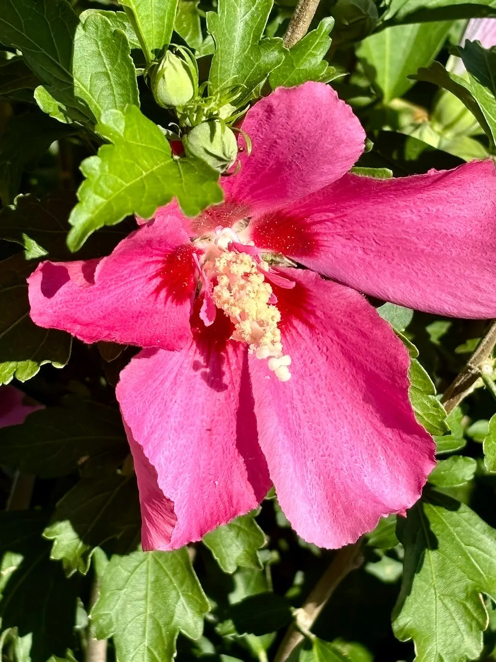 Hibiscus 'Chateau® de Chambord'